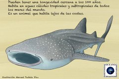 Ficha-Tiburón-Ballena